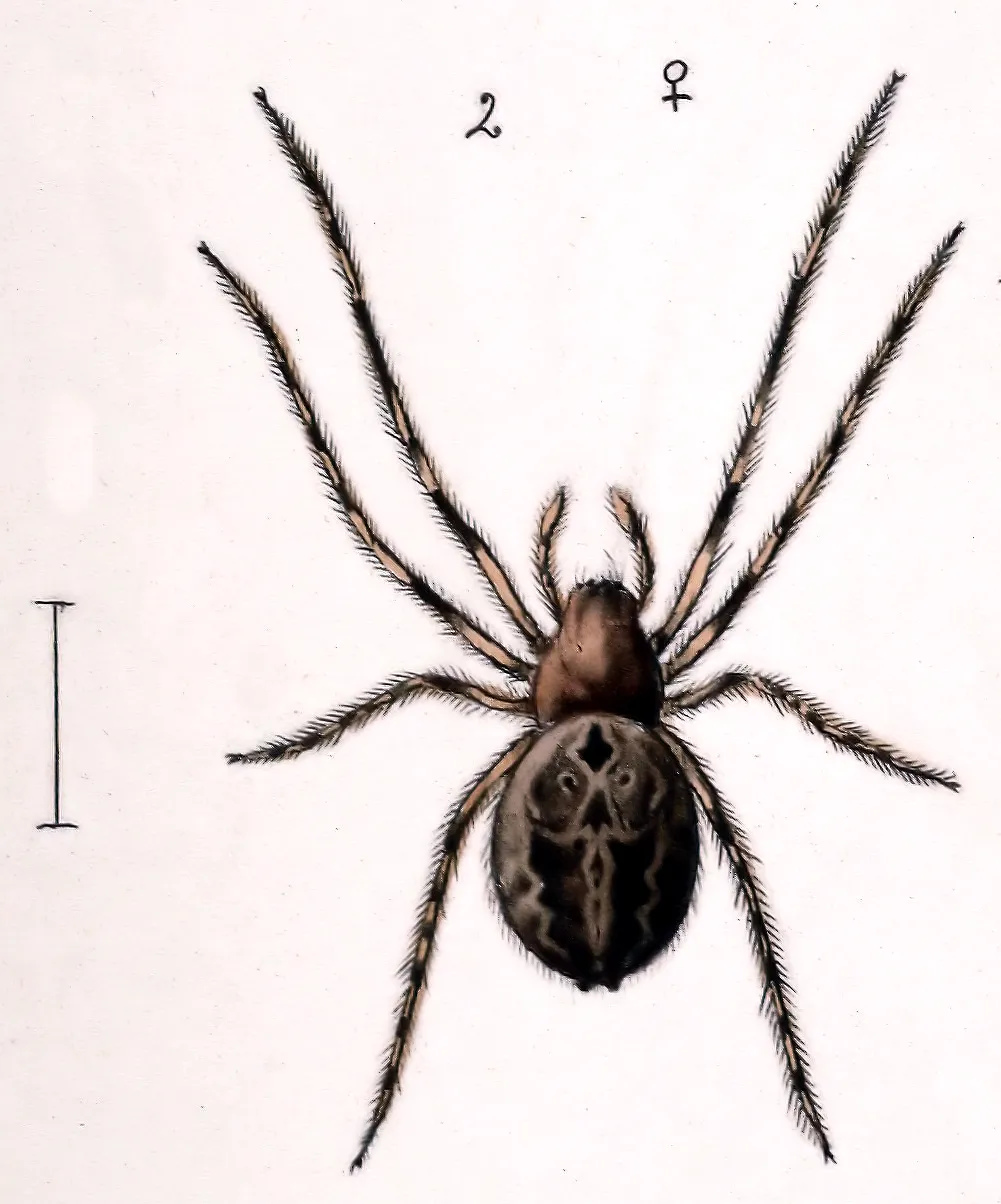 Araña Orbweaver de Surcos