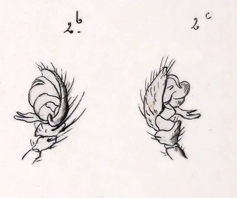 Araña Orbweaver de Surcos