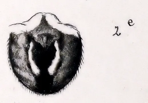 Araña Orbweaver de Surcos