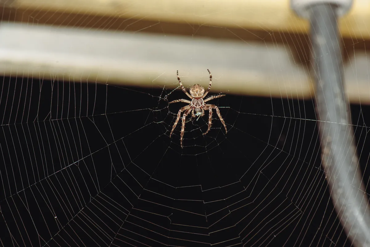 Bridge Orbweaver