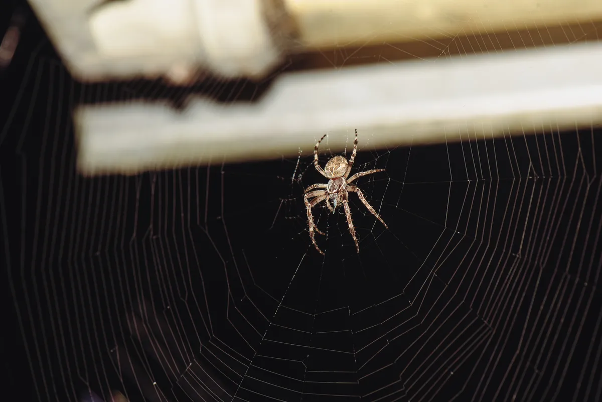 Bridge Orbweaver