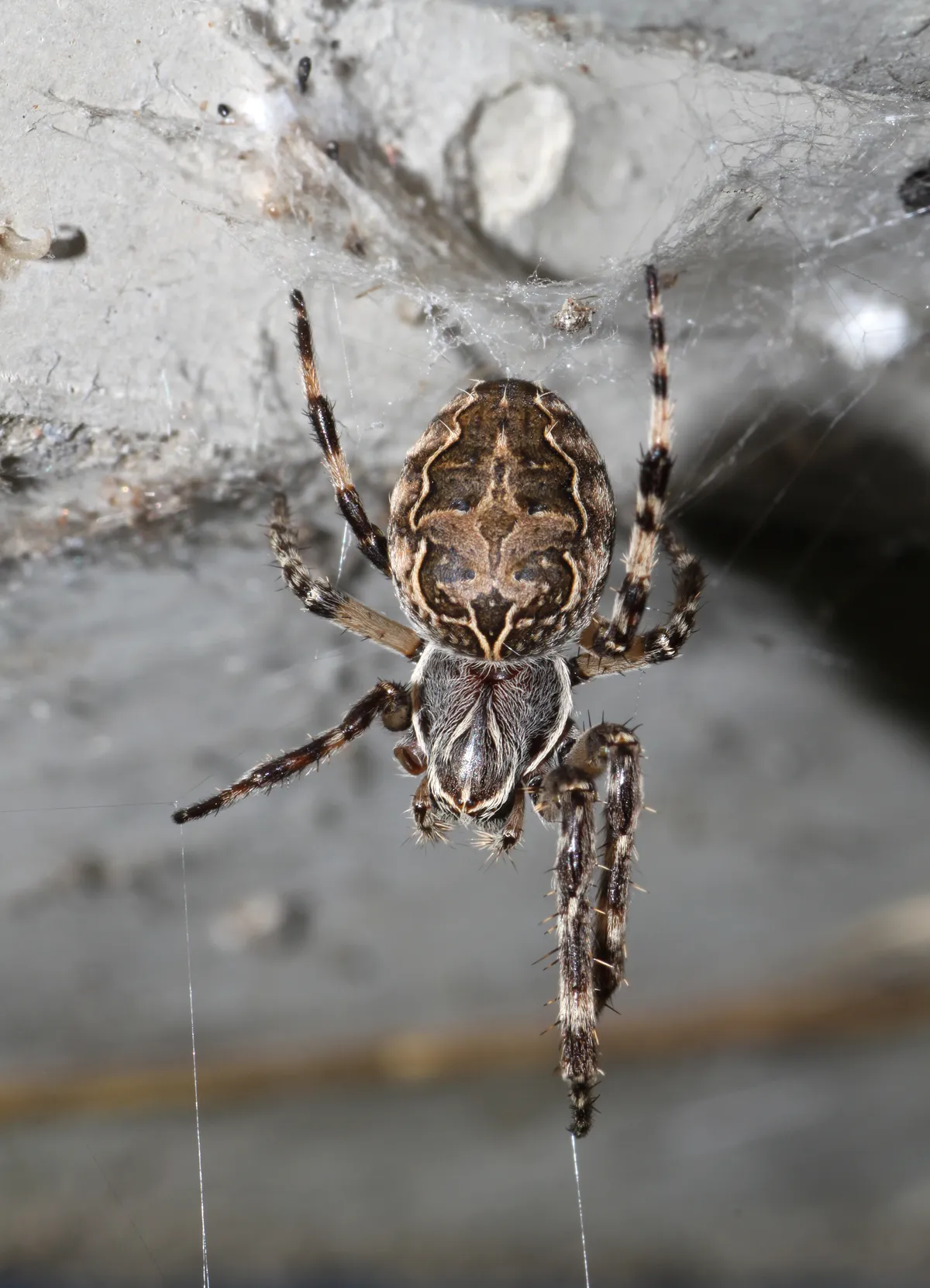 Bridge Orbweaver