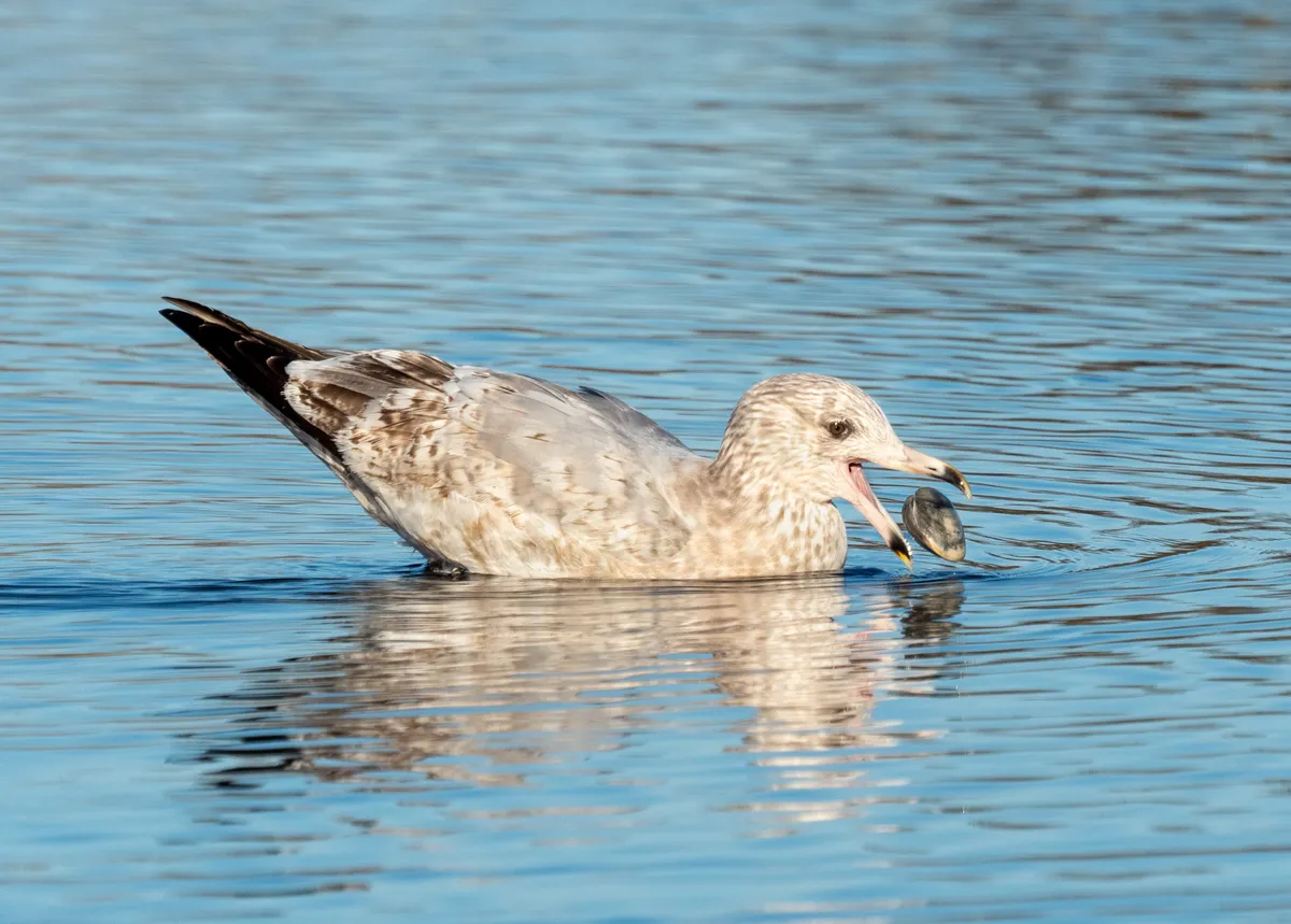 Gaviota Argéntea Europea