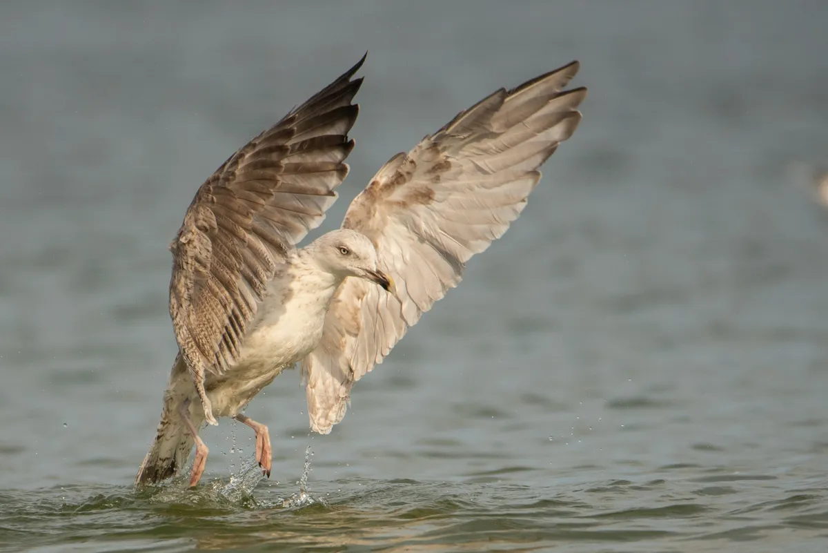 Gaviota Argéntea Europea