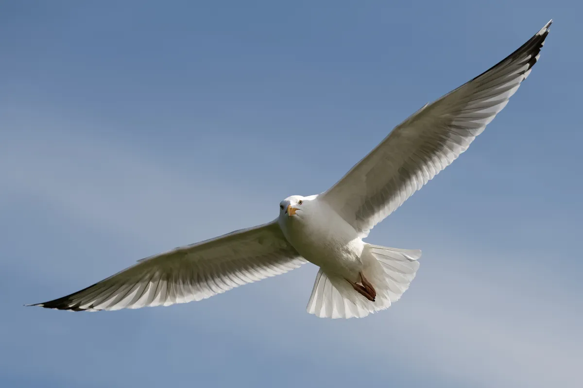 Gaviota Argéntea Europea