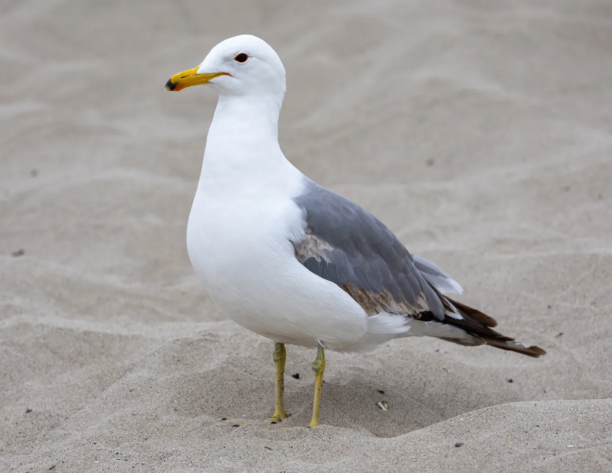 Larus californicus