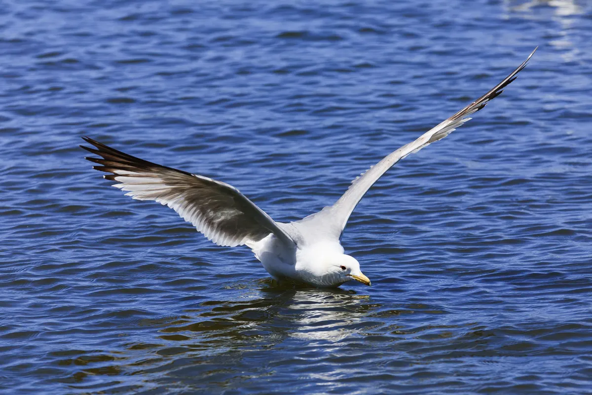 California Gull