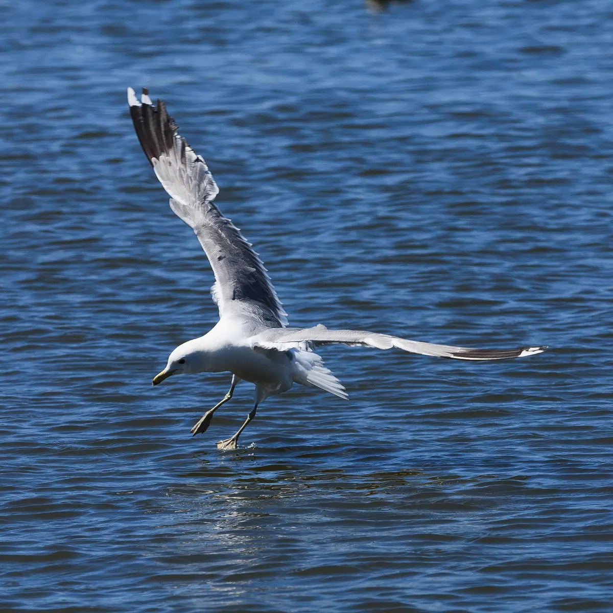 California Gull