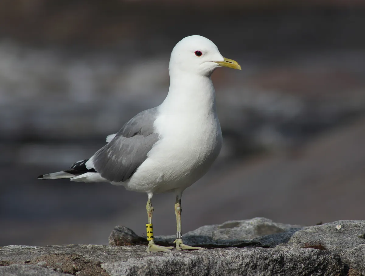 Mew Gull