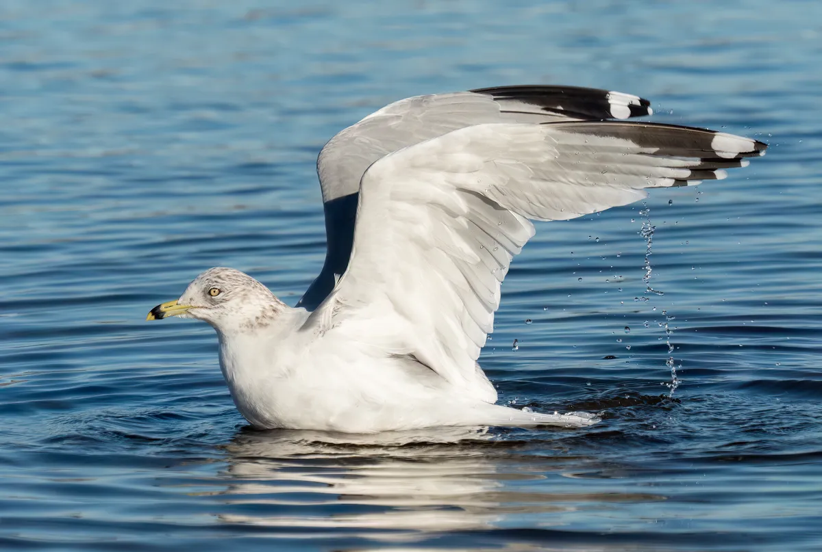 Gaviota de Anillo Negro