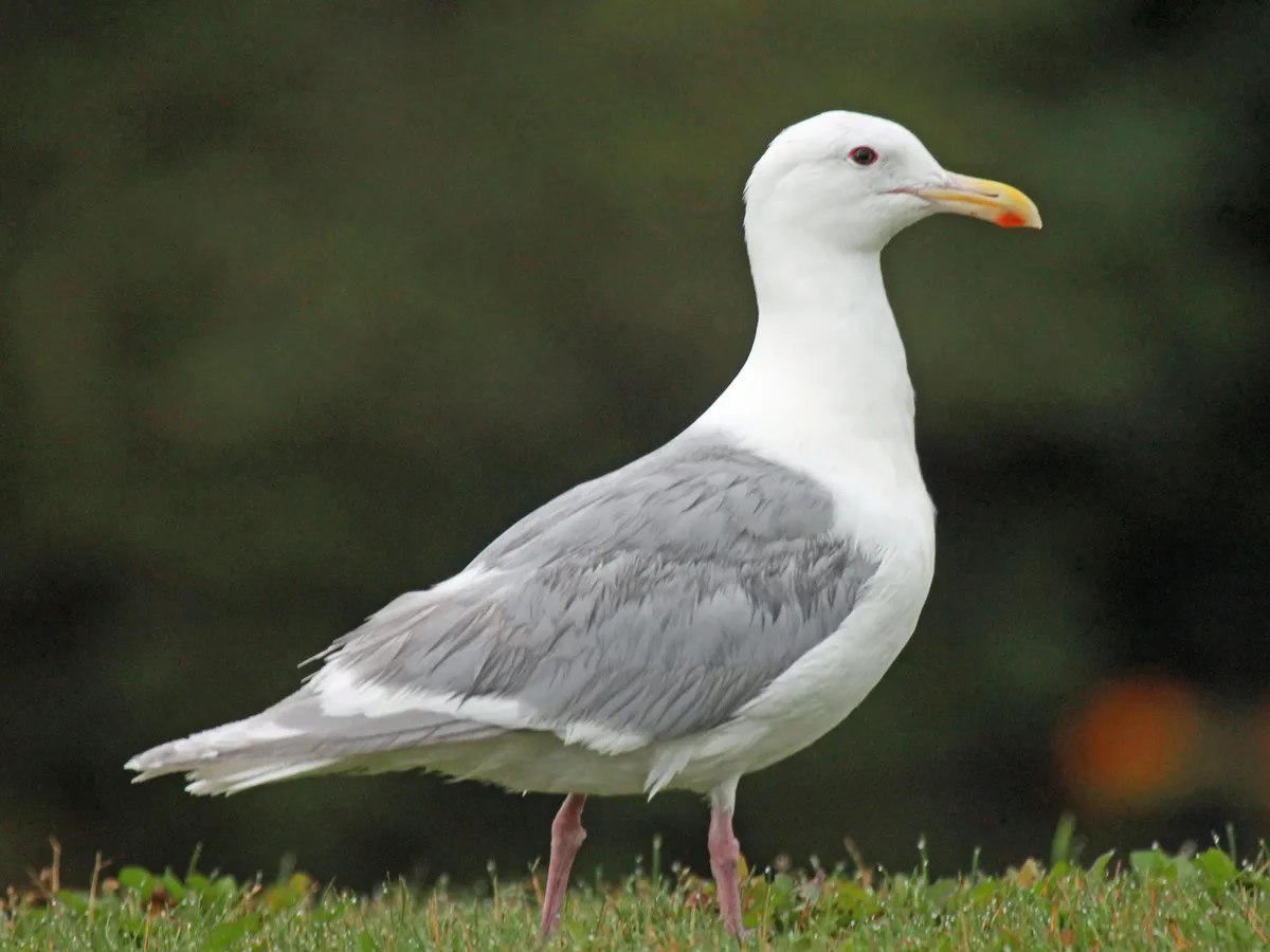 Glaucous-winged Gull