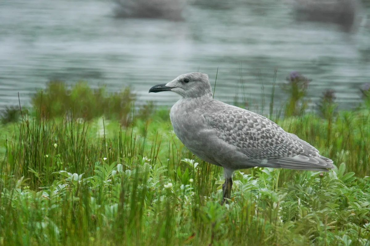 Glaucous-winged Gull