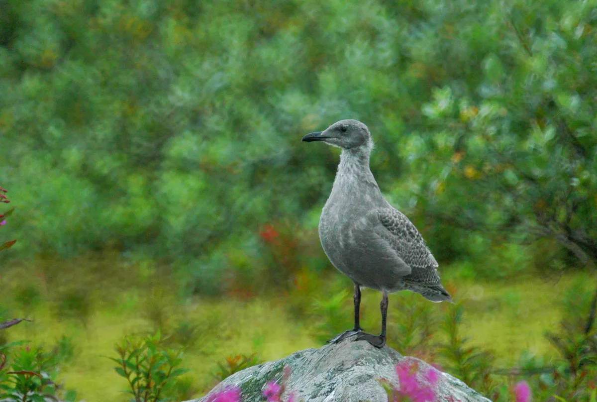 Glaucous-winged Gull
