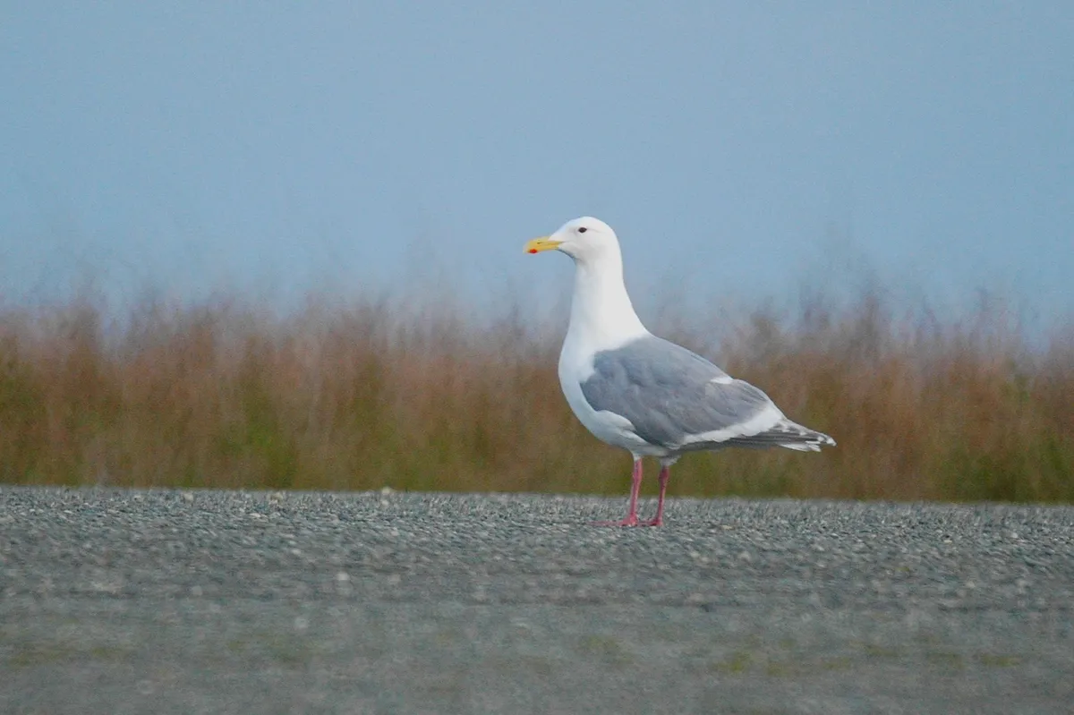 Glaucous-winged Gull