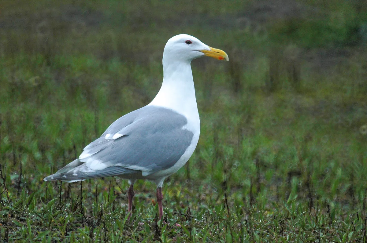 Glaucous-winged Gull
