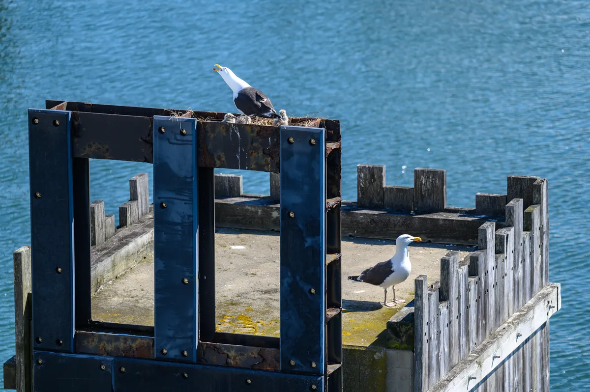 Great Black-backed Gull
