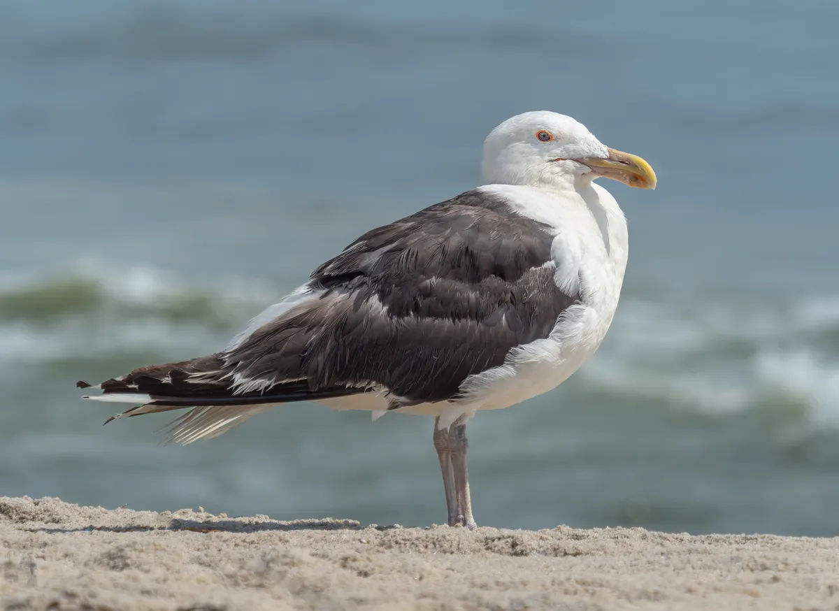 Great Black-backed Gull