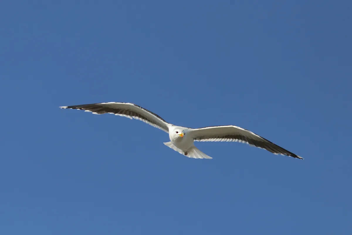 Great Black-backed Gull