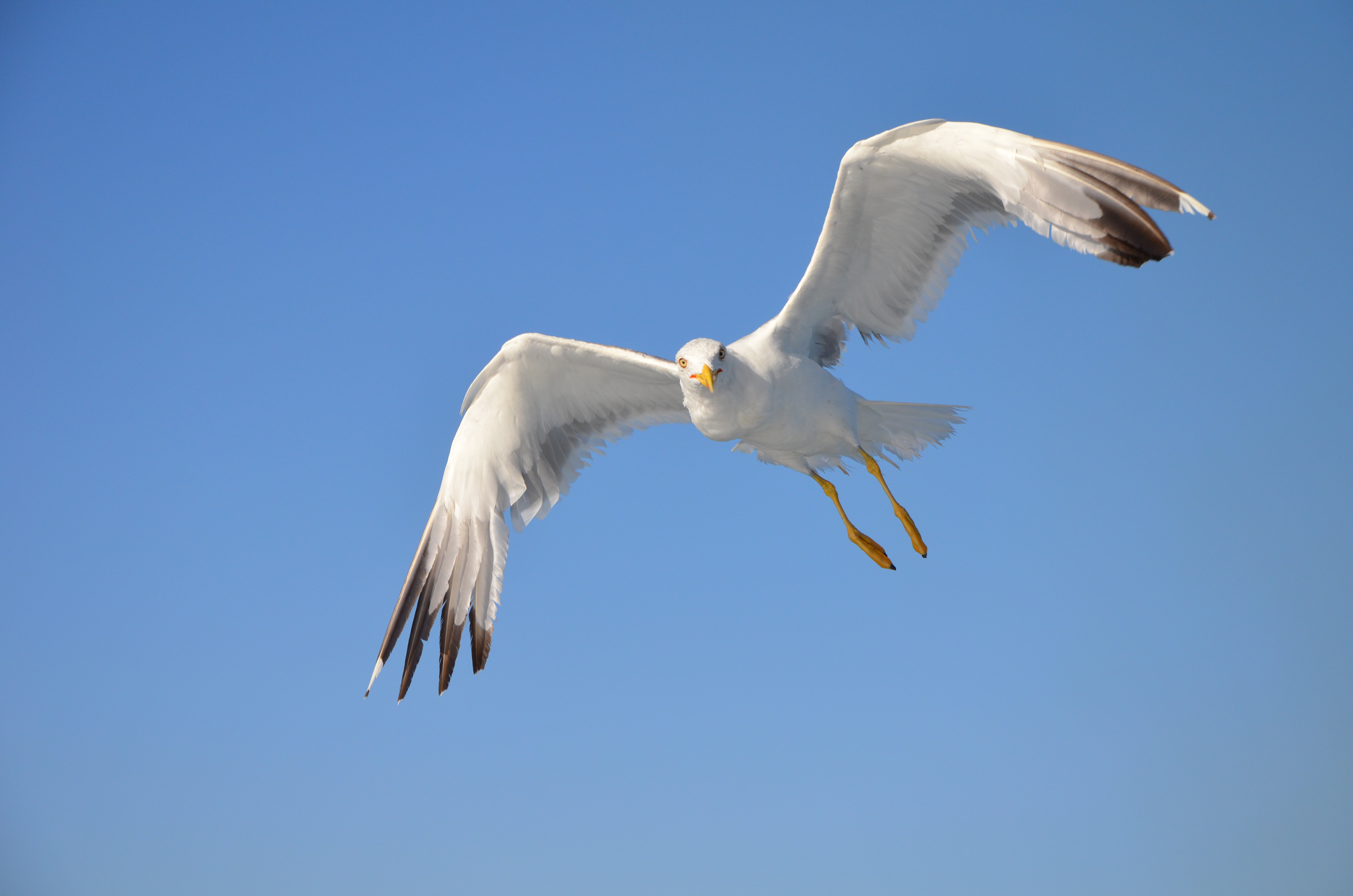 Yellow-legged Gull