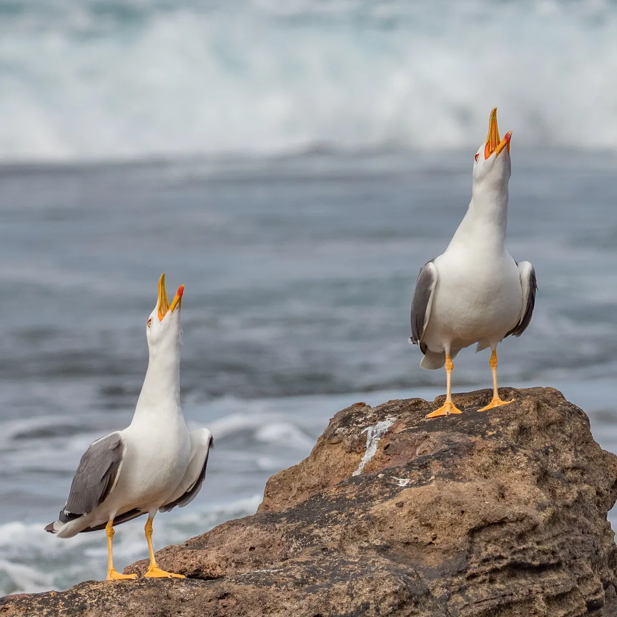 Yellow-legged Gull