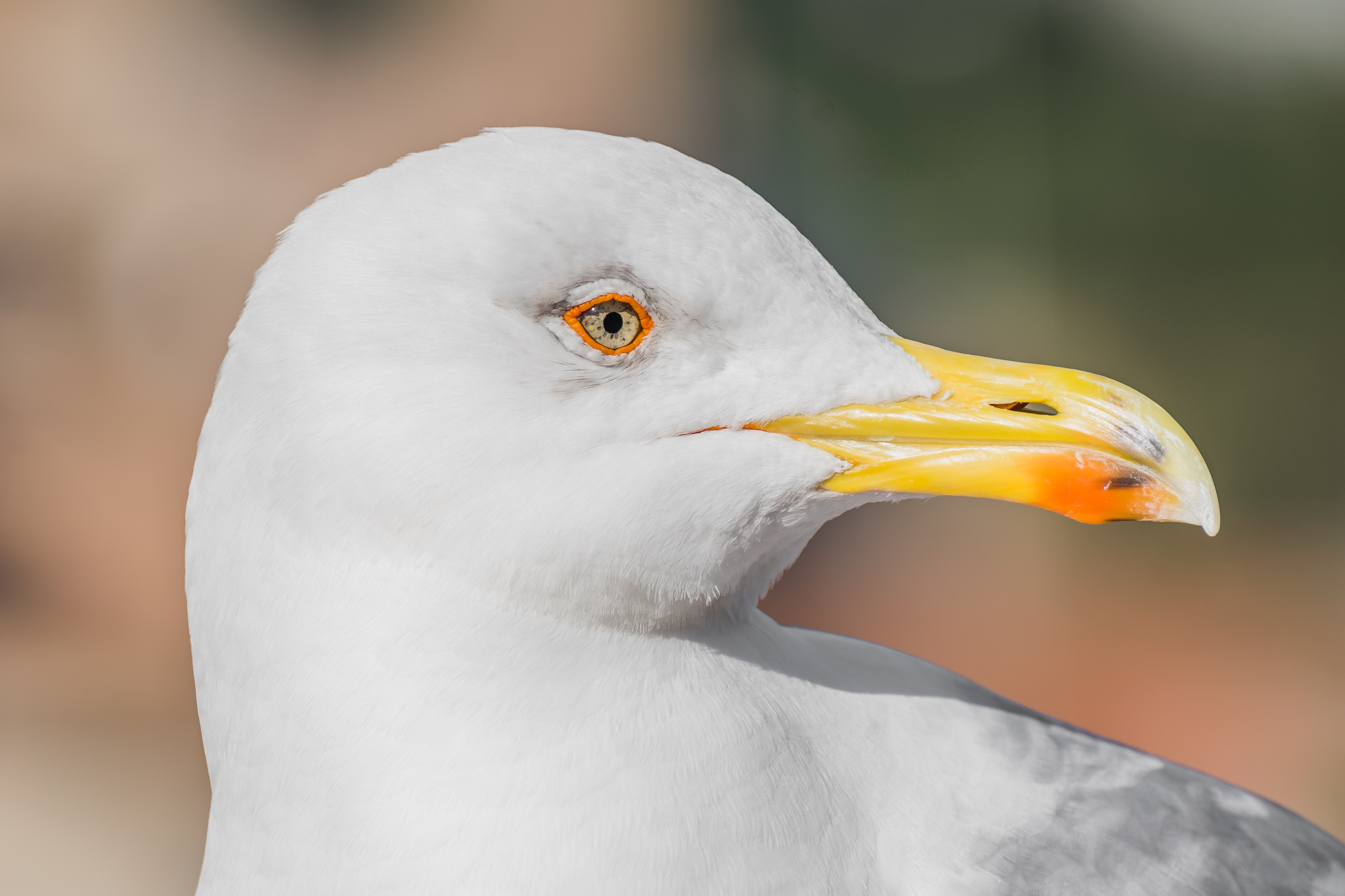 Yellow-legged Gull