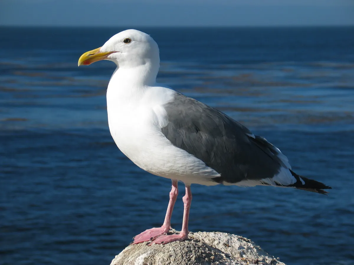 Gaviota Occidental