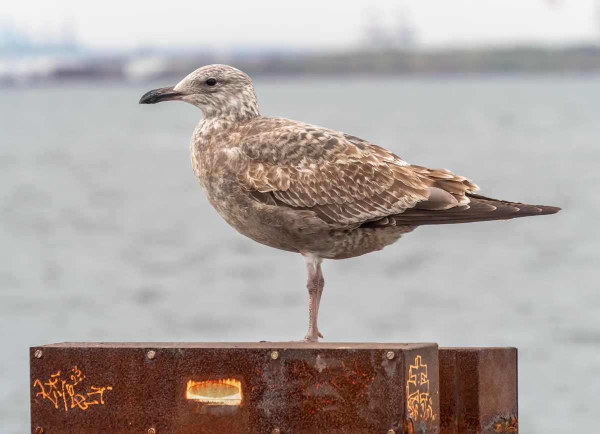 American Herring Gull