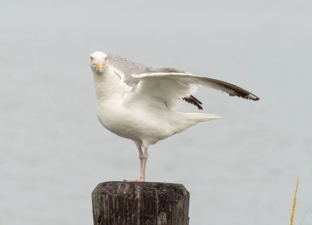 American Herring Gull