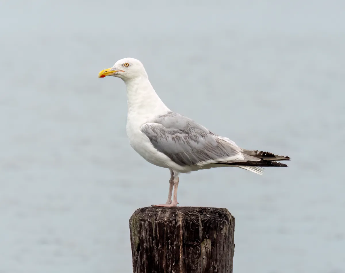 American Herring Gull