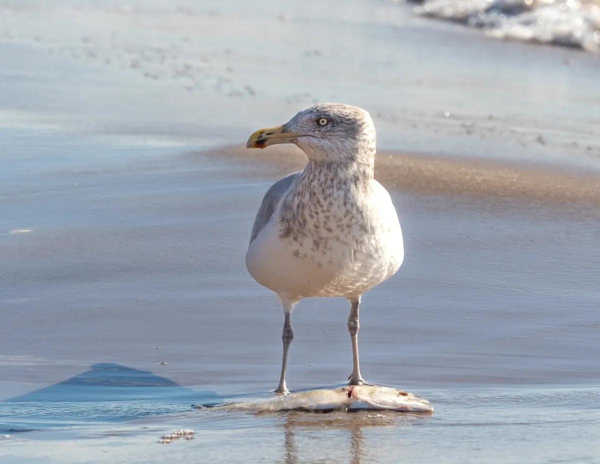 American Herring Gull