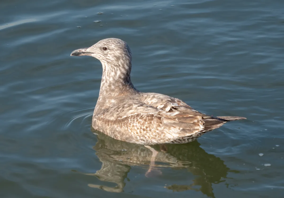 American Herring Gull