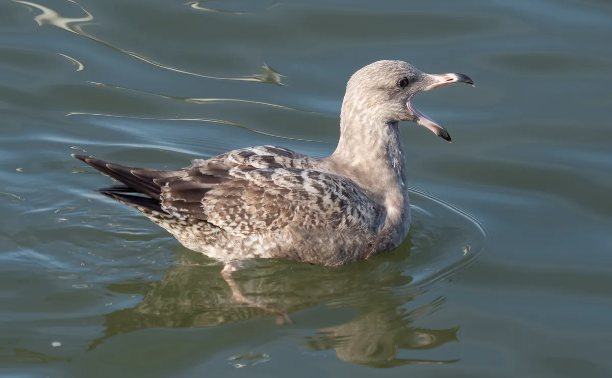 American Herring Gull