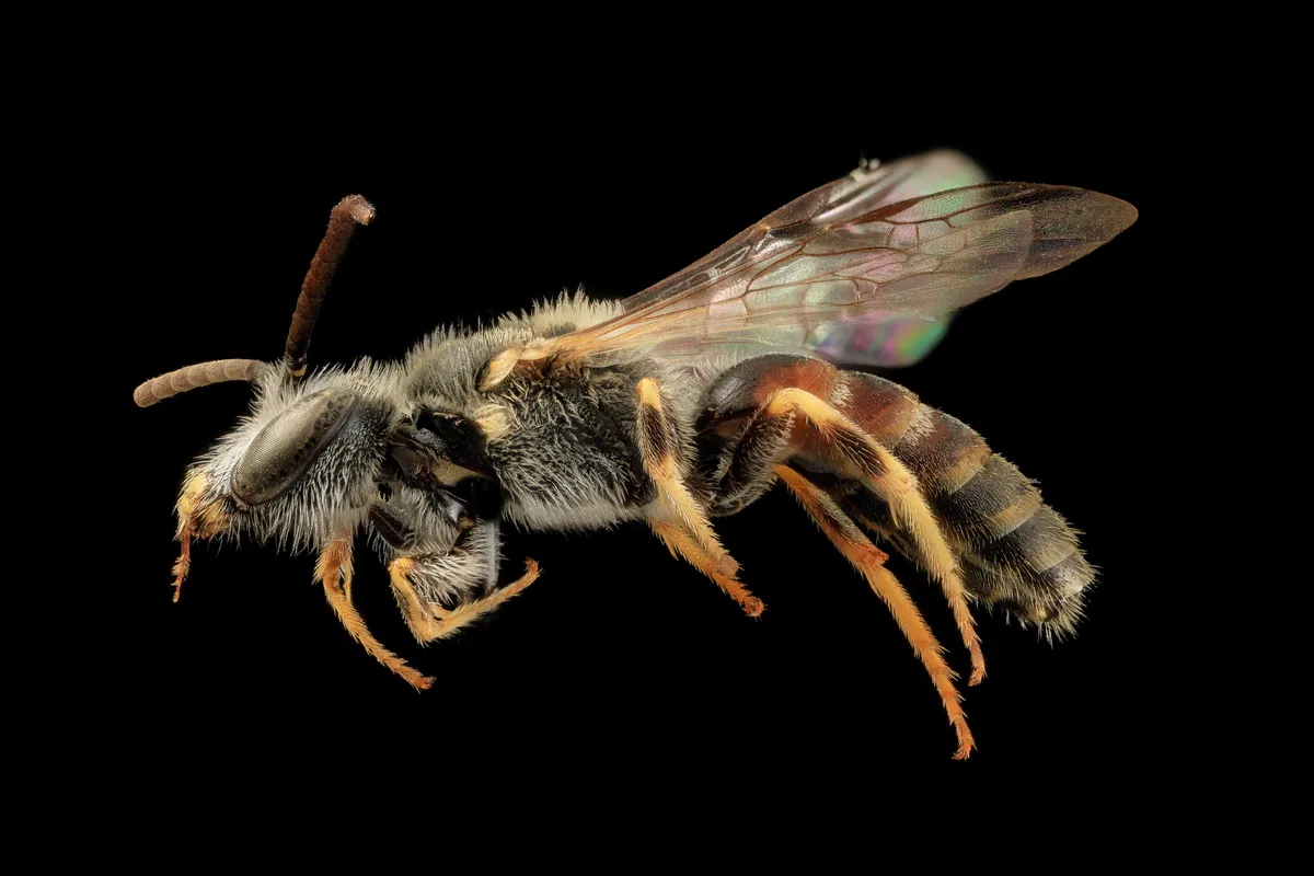 Lasioglossum albipes