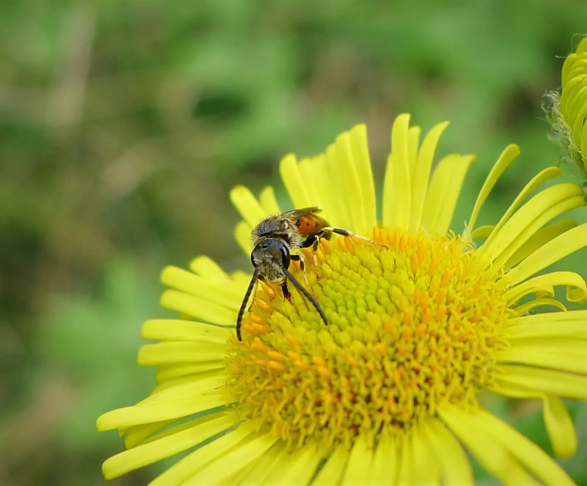 Bloomed Furrow Bee
