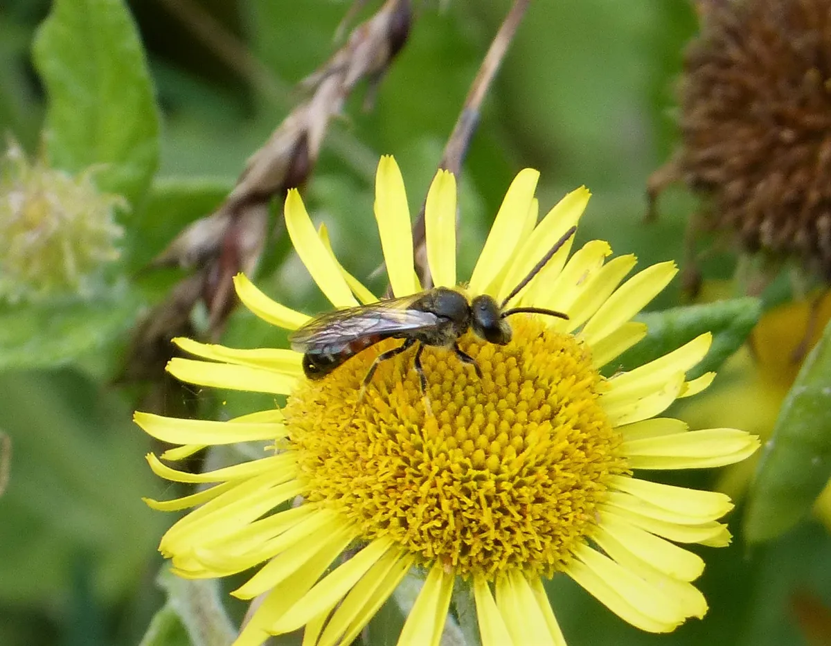 Bloomed Furrow Bee