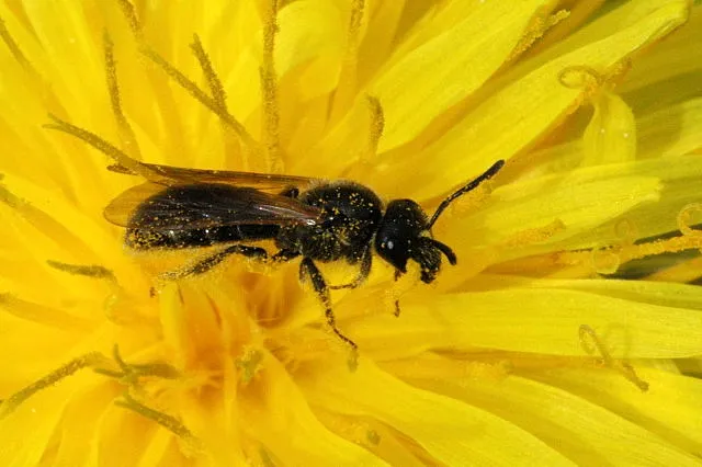 Lasioglossum fulvicorne