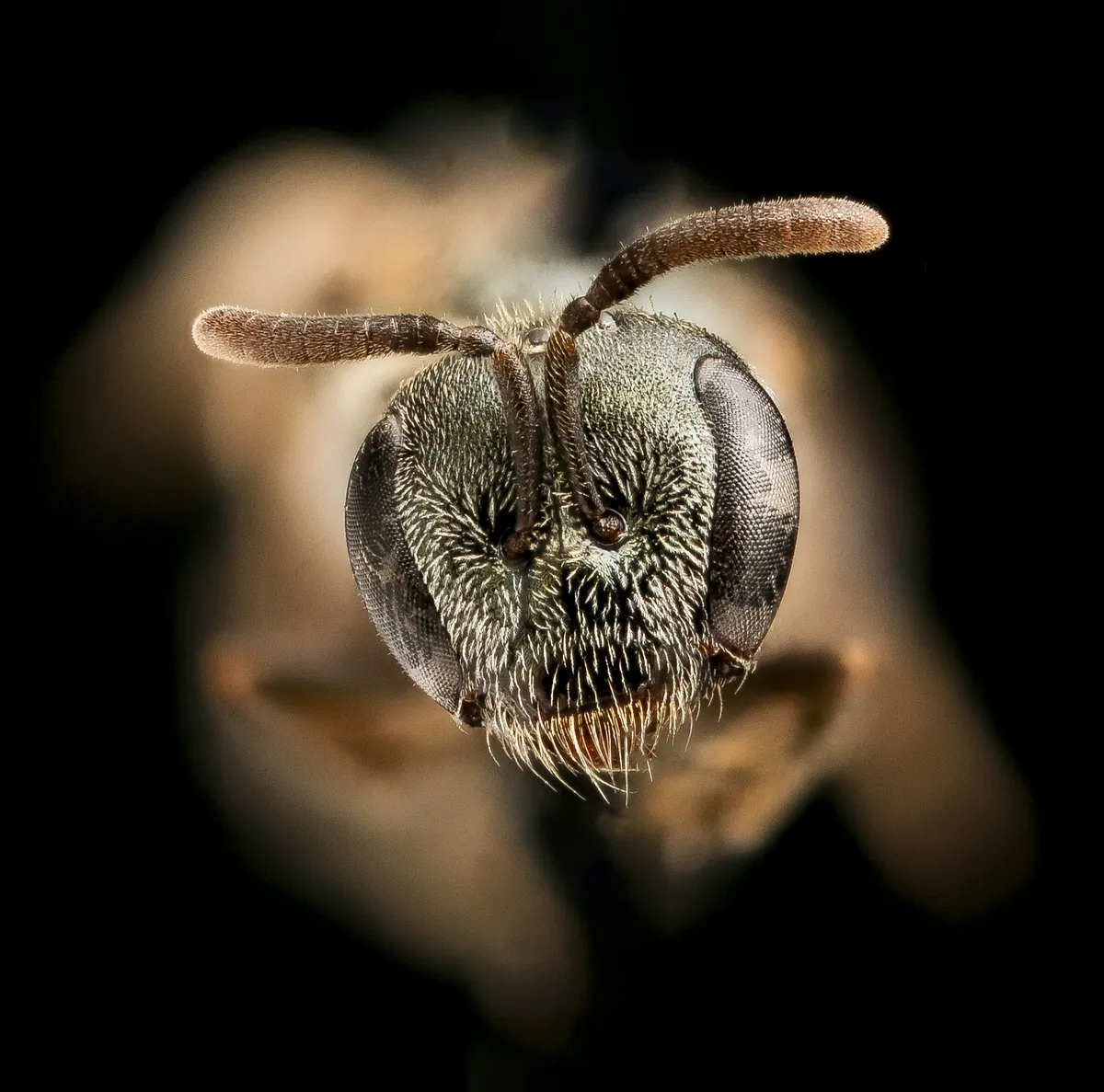 Lasioglossum imitatum