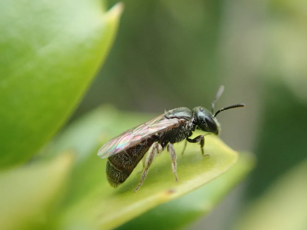 Bristle Sweat Bee