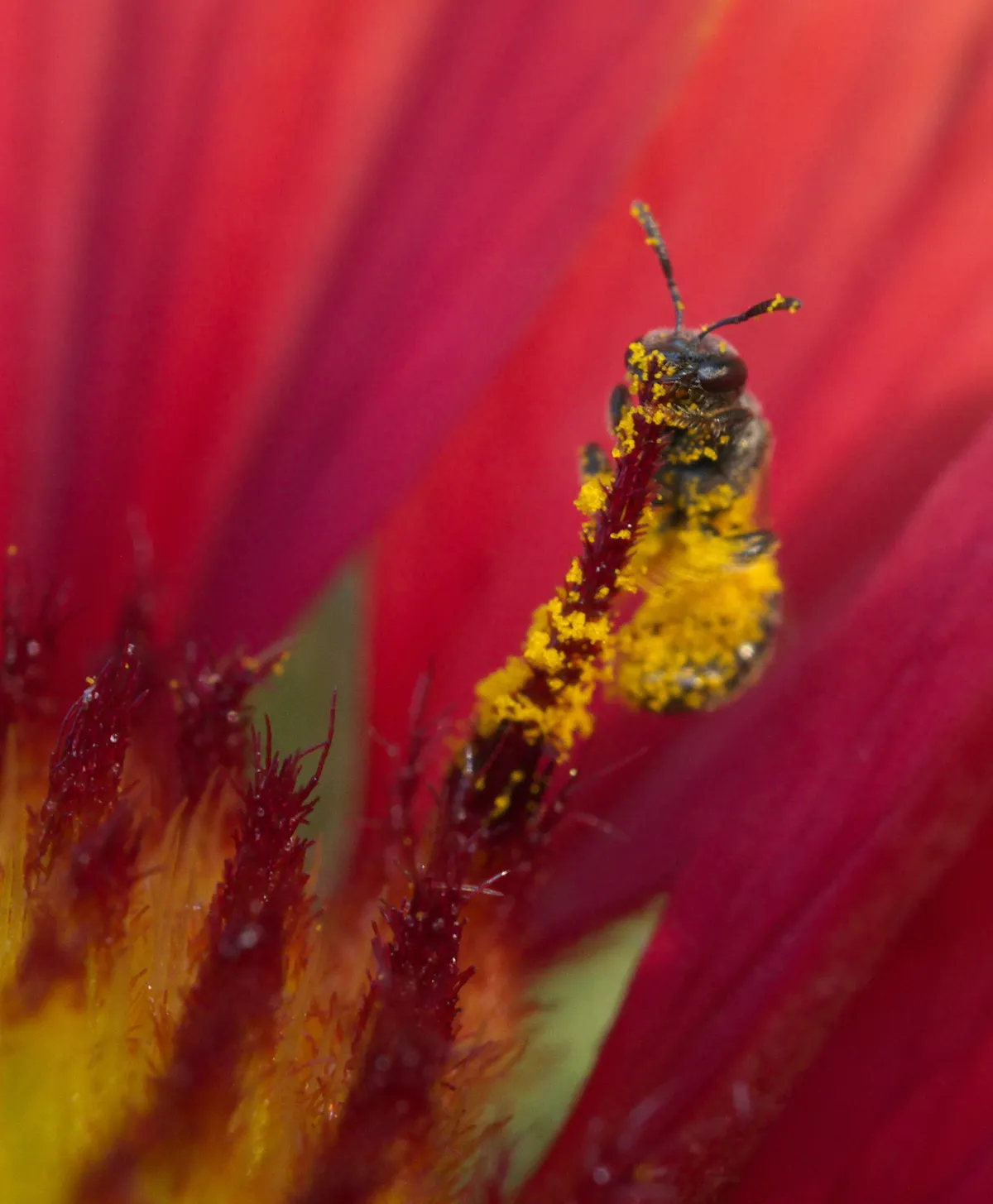 Bristle Sweat Bee