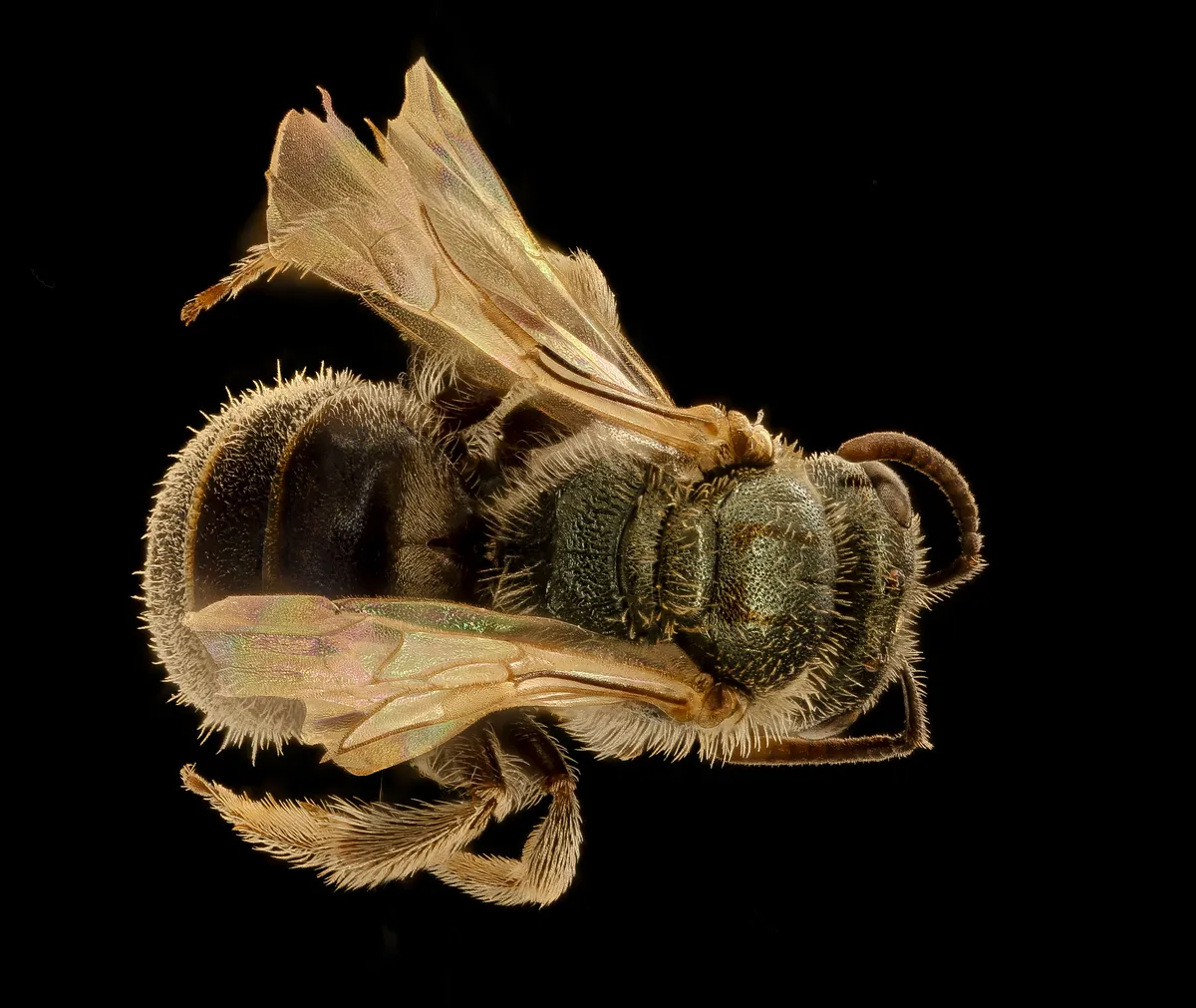 Lasioglossum incompletum