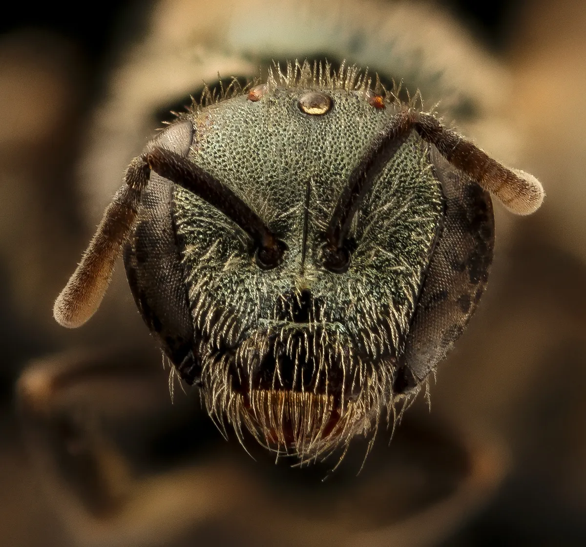 Metallic Sweat Bee