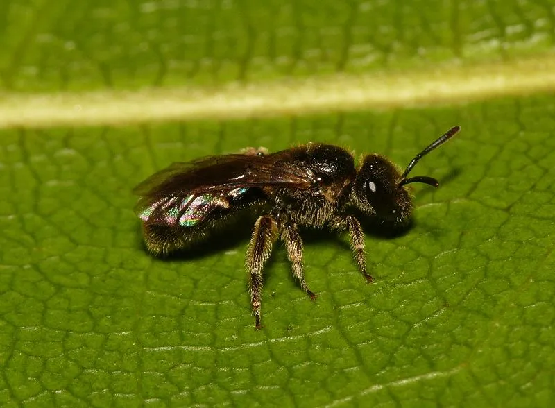 Lasioglossum laticeps