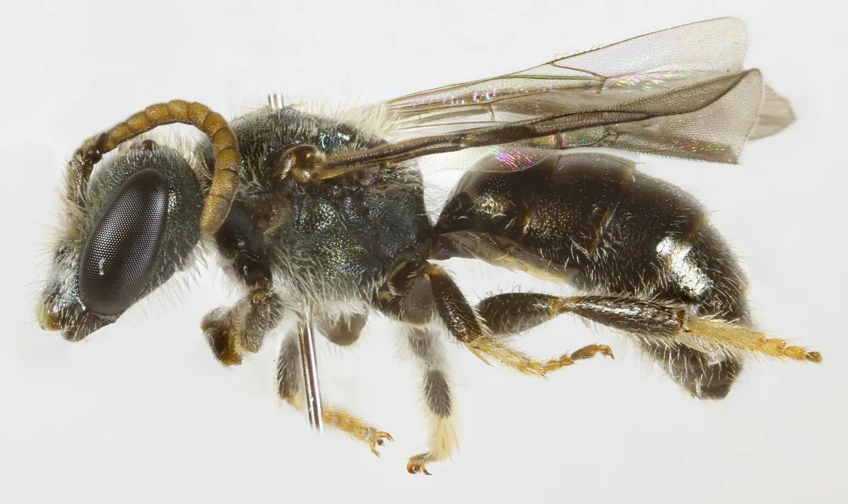 Lasioglossum leucopus