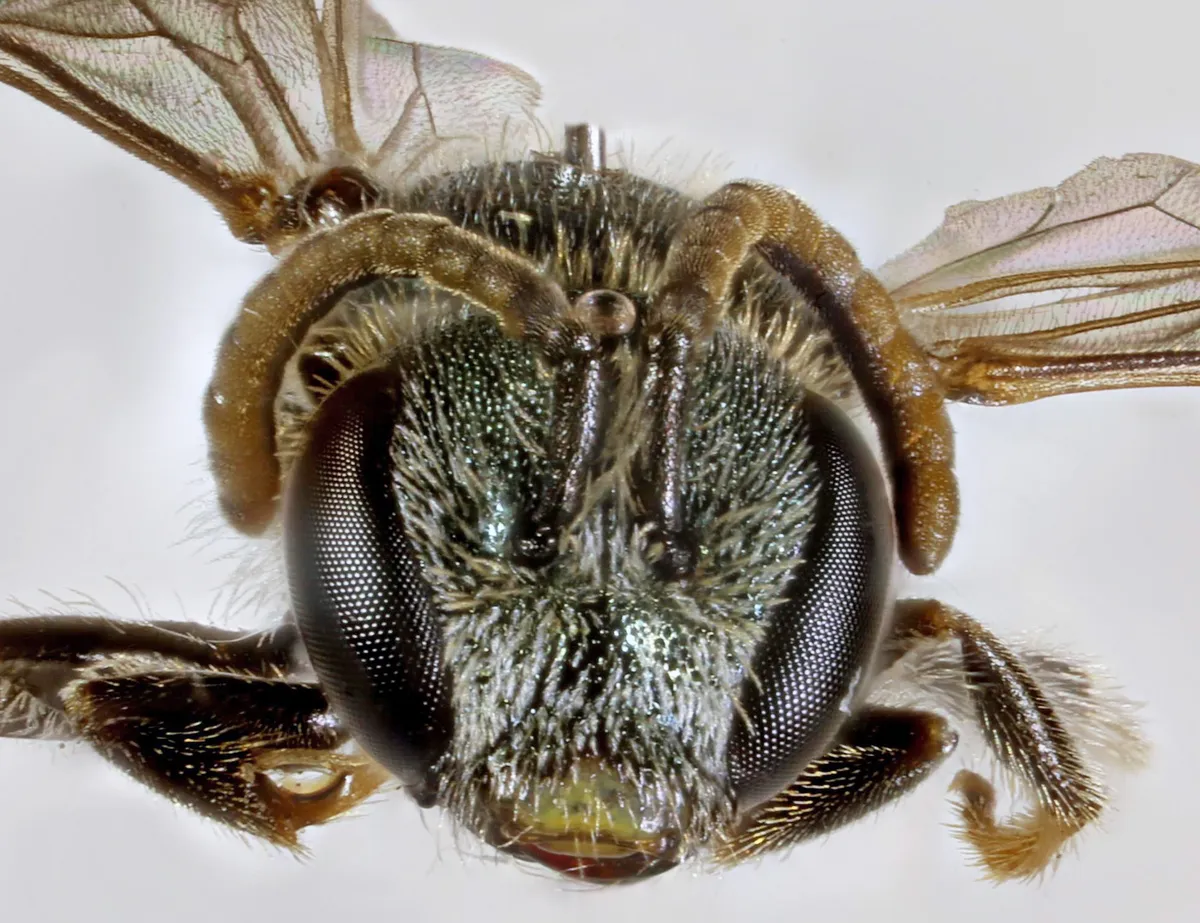 White-footed Furrow Bee