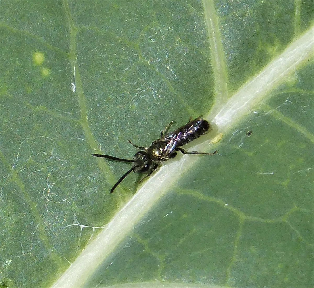 White-footed Furrow Bee