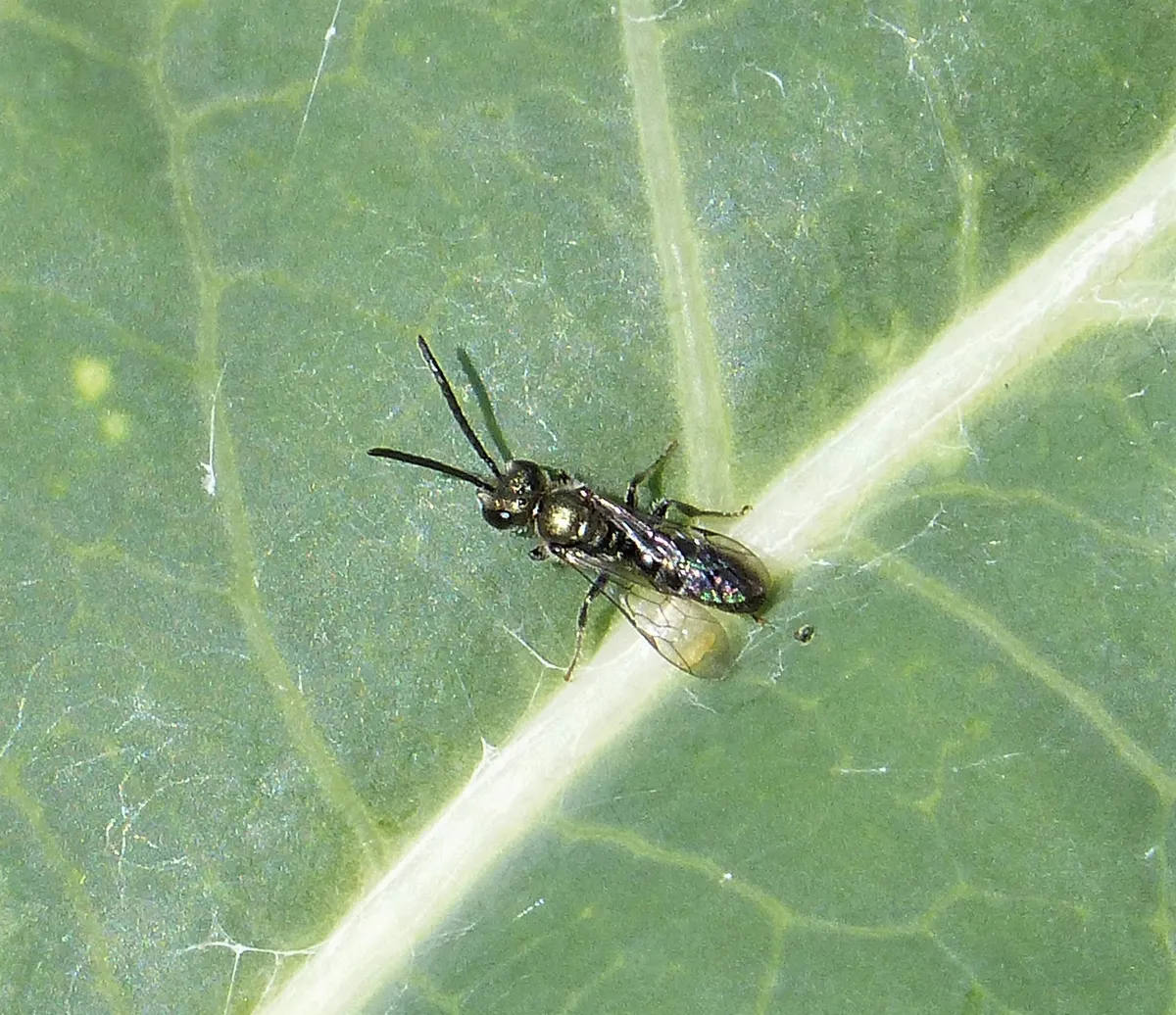White-footed Furrow Bee