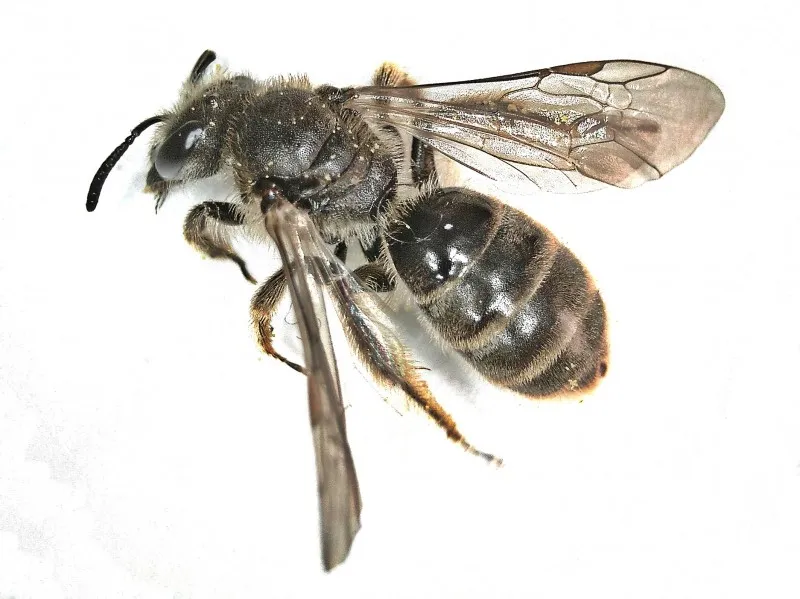 Sharp-collared Furrow Bee