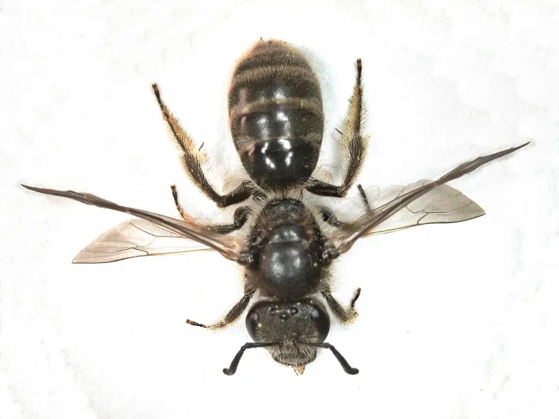 Sharp-collared Furrow Bee