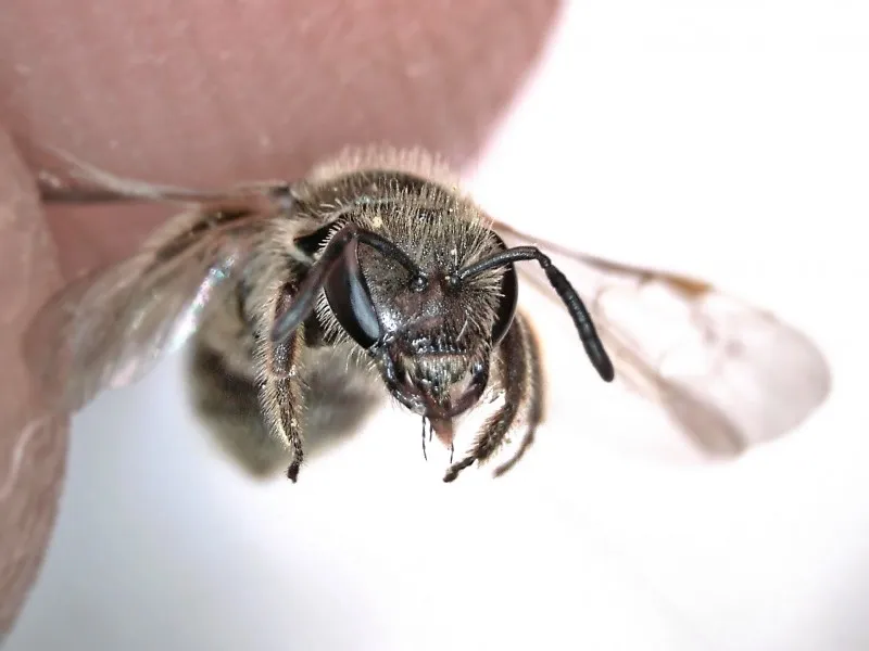 Sharp-collared Furrow Bee
