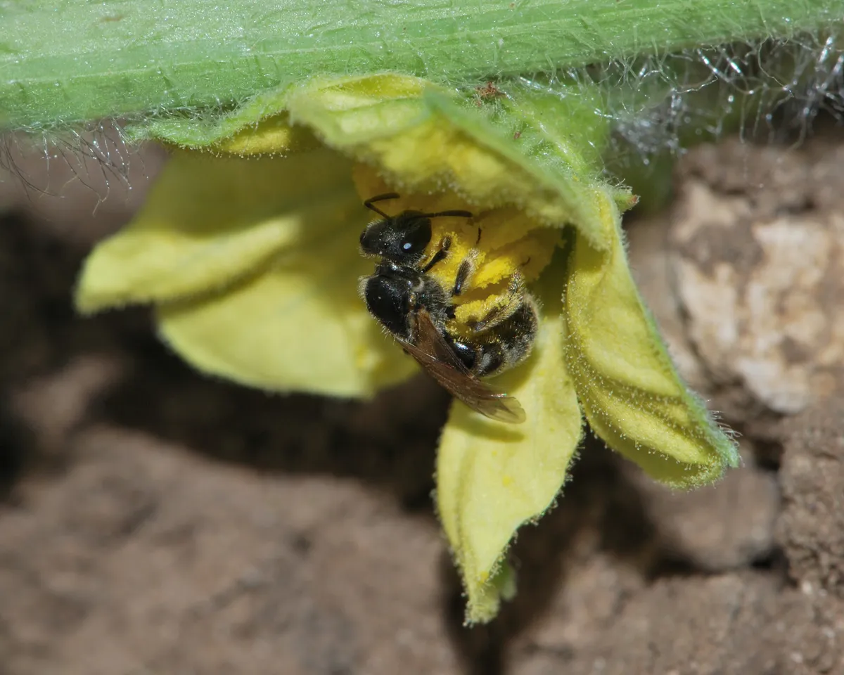 Sharp-collared Furrow Bee